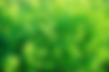 Güneş ışığı yaprakları brunch 'lar yaz mevsimi yeşili