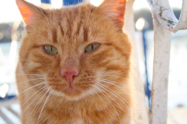 Caddedeki komik kırmızı kedi