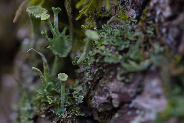 Зеленый мох на дереве — стоковое фото
