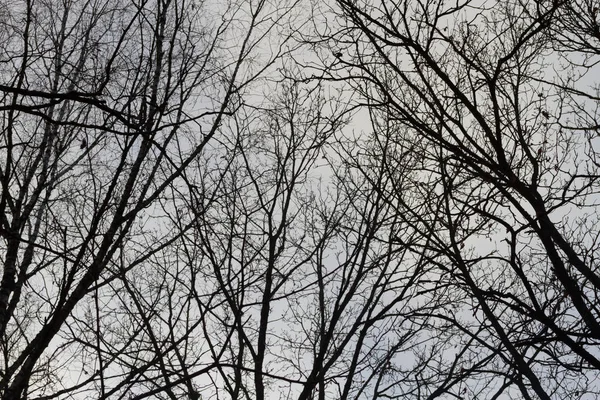 Paisagem assustadora com árvores — Fotografia de Stock