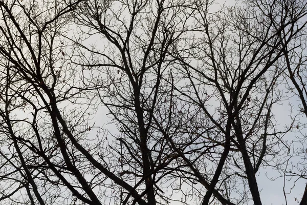 Scary landscape with trees — Stock Photo, Image