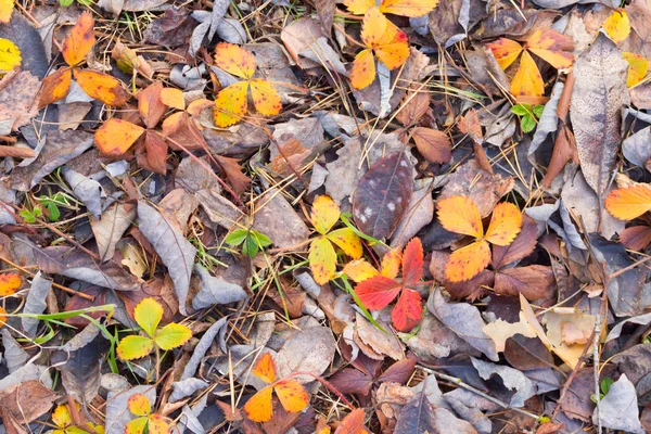 Foglie di autunno marrone — Foto Stock