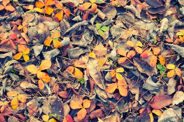 Καφέ Φθινοπωρινά φύλλα — Φωτογραφία Αρχείου