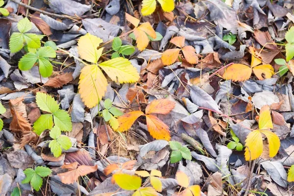 Foglie di autunno marrone — Foto Stock