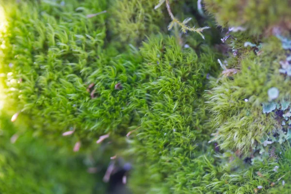 Зеленый мох на дереве — стоковое фото