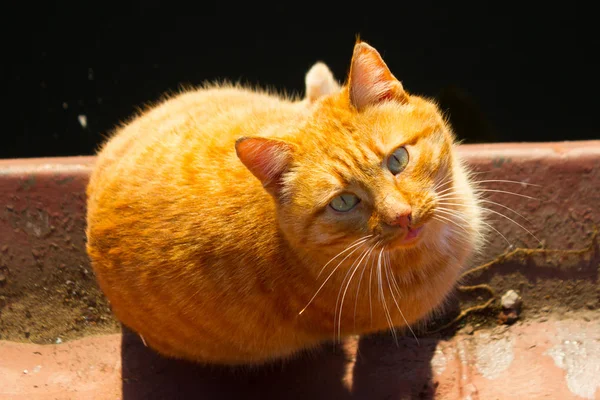 Gatto non domestico per strada — Foto Stock