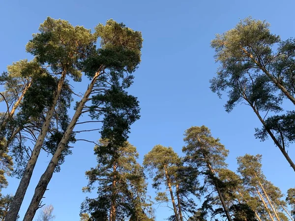 Kışın orman — Stok fotoğraf