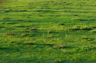 Çayır üzerinde kır çiçekleri olan yeşil çimenler