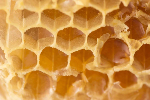 Honey combs backround — Stock Photo, Image