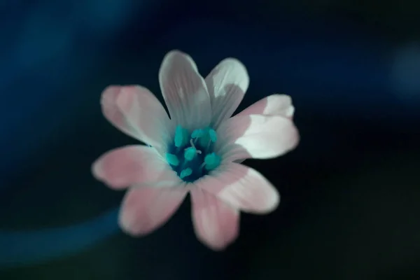 Toned image of white flower — Stock Photo, Image