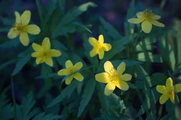 Toned image of yellow flower — Stock Photo, Image