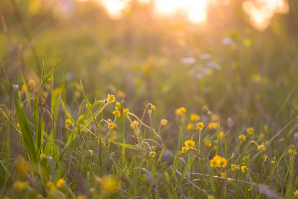 Sarı çiçeğin tonlu görüntüsü