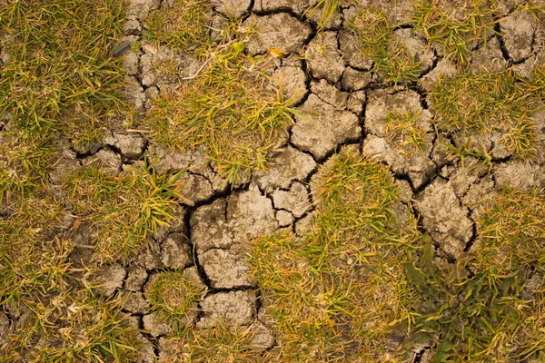 Solo seco com grama seca — Fotografia de Stock