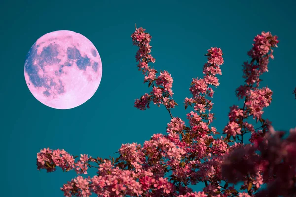 Mavi gökyüzünde pembe sakura — Stok fotoğraf