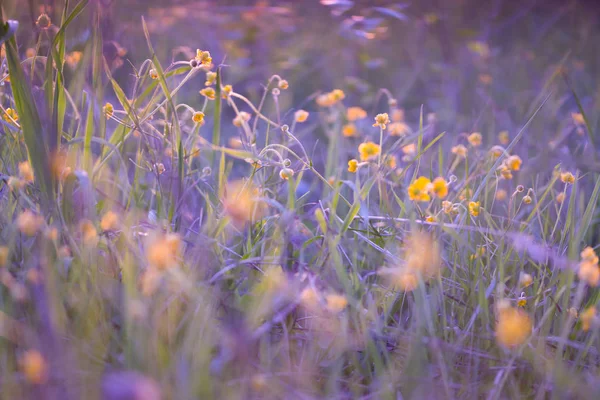 Imagen tonificada de flor amarilla — Foto de Stock