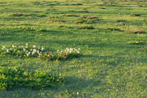 Grünes Gras mit Wildblumen auf der Wiese — Stockfoto