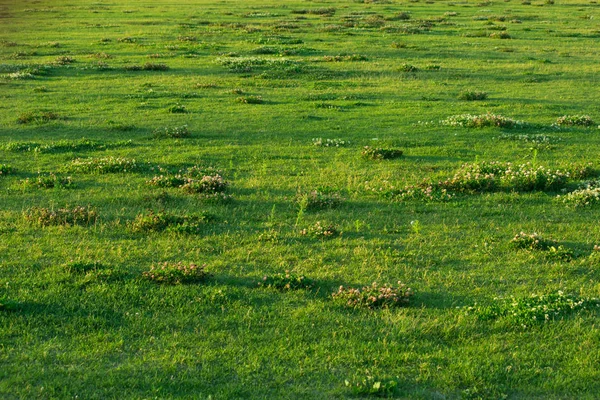Hierba verde con flores silvestres en el prado —  Fotos de Stock