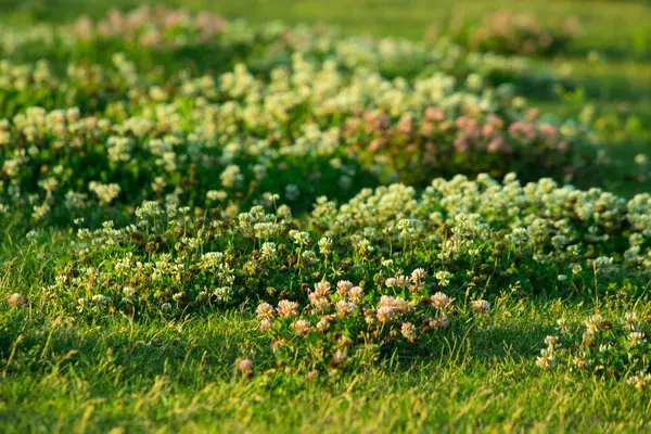 Groen gras met wilde bloemen op weide — Stockfoto