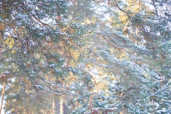 Arbre de Noël dans la forêt — Photo