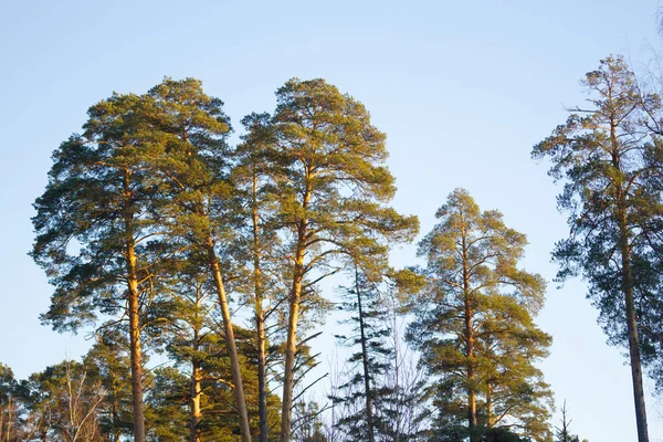 Árbol de Navidad en el bosque — Foto de Stock