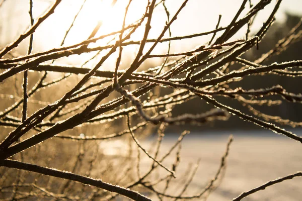 La nature hivernale. Paysage enneigé — Photo