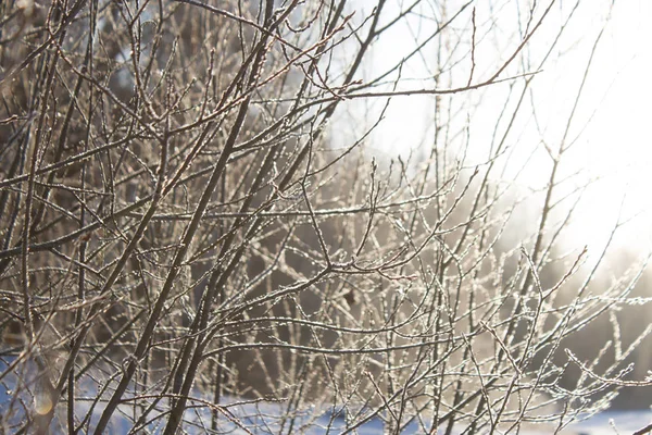 La nature hivernale. Paysage enneigé — Photo