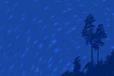 Gece gökyüzü arka planında çam ağacı