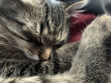 Yatakta uyuyan sevimli gri kedi.