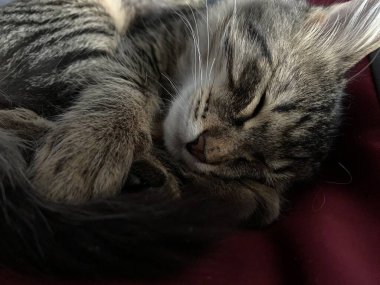 Yatakta uyuyan sevimli gri kedi.