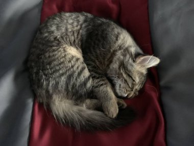 Yatakta uyuyan sevimli gri kedi.