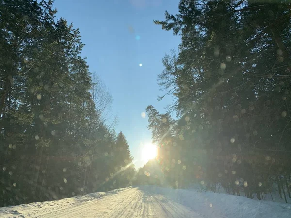 Kışın Çam Ağacı Ormanında Yol Güneşli Bir Gün — Stok fotoğraf