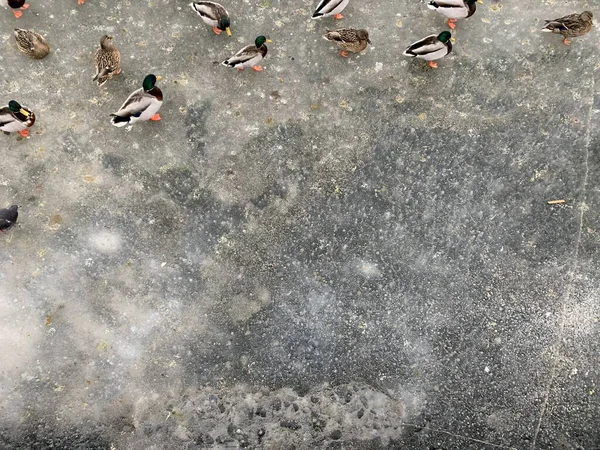 Muchos Patos Sentados Hielo Invierno —  Fotos de Stock