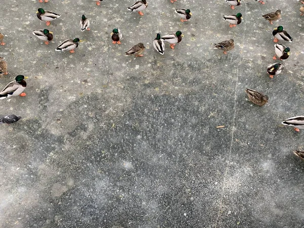 Muchos Patos Sentados Hielo Invierno —  Fotos de Stock