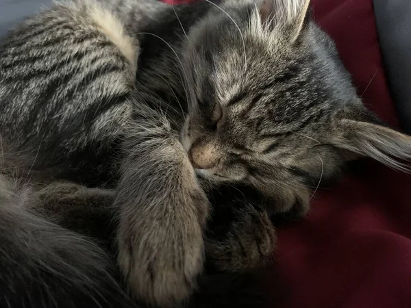 Niedliche Graue Katze Schläft Auf Einem Bett — Stockfoto