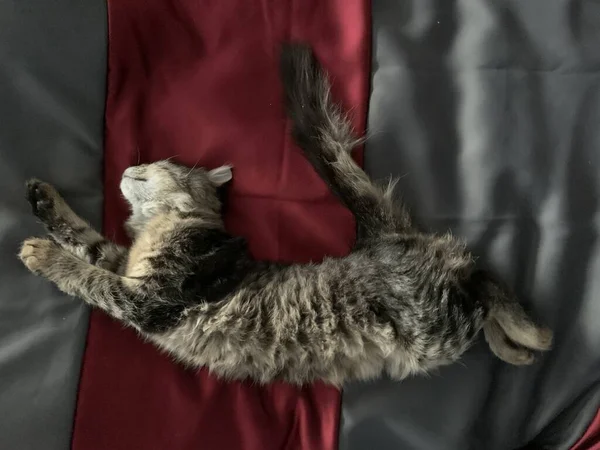 Lindo Gato Gris Durmiendo Una Cama — Foto de Stock