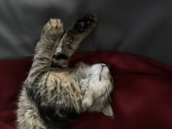 Gato Cinza Bonito Dormindo Uma Cama — Fotografia de Stock