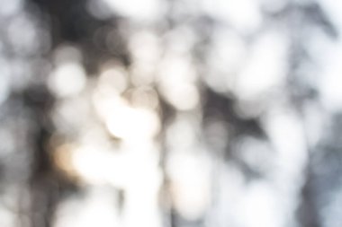 Kışın çam ağacı ormanı