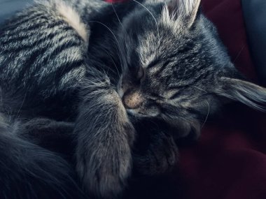 Yatakta uyuyan sevimli gri kedi.