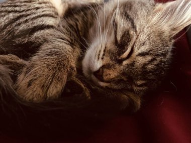 Yatakta uyuyan sevimli gri kedi.