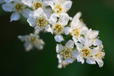 Ağaçtaki beyaz çiçekler. Kapat.