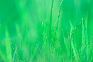 Sahada yeşil çimenler var. Bulanık resim