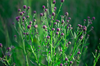 Tarlada yabani çiçekler. Kapat.