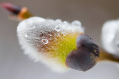 Tesise makro su damlası düşmesi