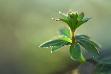 Tarlada yabani çiçekler. Kapat.