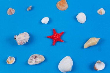 Mavi arka planda deniz kabukları. Kapat.