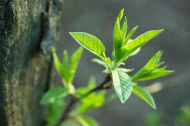 Ağaçtaki taze yeşil yapraklar