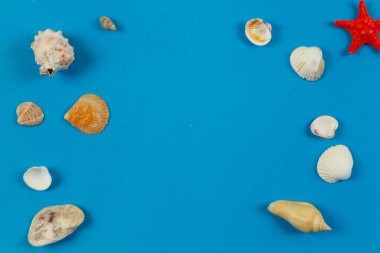 Mavi arka planda deniz kabukları. Kapat.