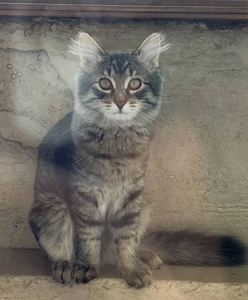 Gatito Gris Sentado Con Los Ojos Abiertos —  Fotos de Stock