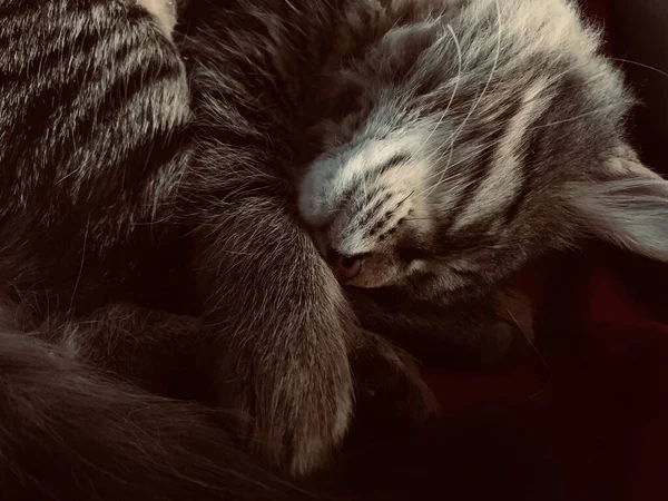 Aranyos Szürke Macska Alszik Ágyon — Stock Fotó