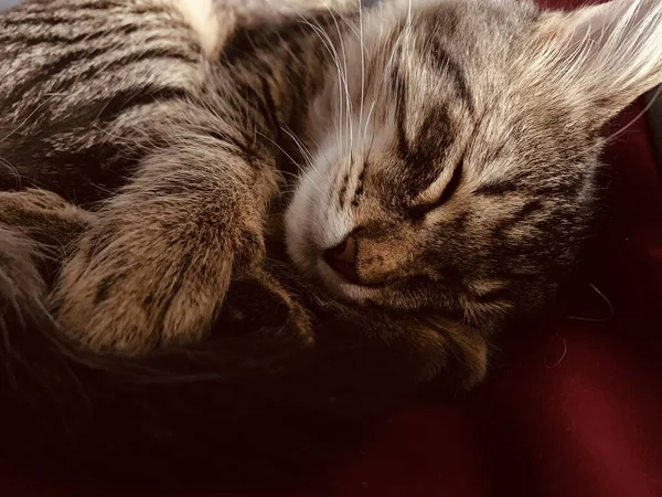 Yatakta uyuyan sevimli gri kedi.